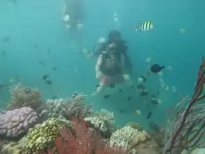 Borneo Speedy Dive