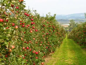 益家和農家蘋果園
