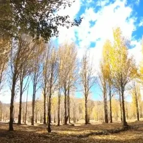 Observation Deck of Ten-Thousand-Mu Poplar Forest