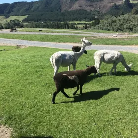 Tussock Ridge Farm
