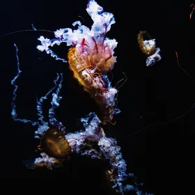 Fantasy Jellyfish Aquarium