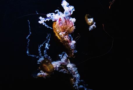 Fantasy Jellyfish Aquarium