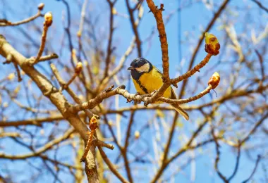 Xi'an Chanba National Wetland Park Popular Attractions Photos