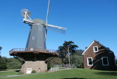 Golden Gate Park Windmills & Tulips