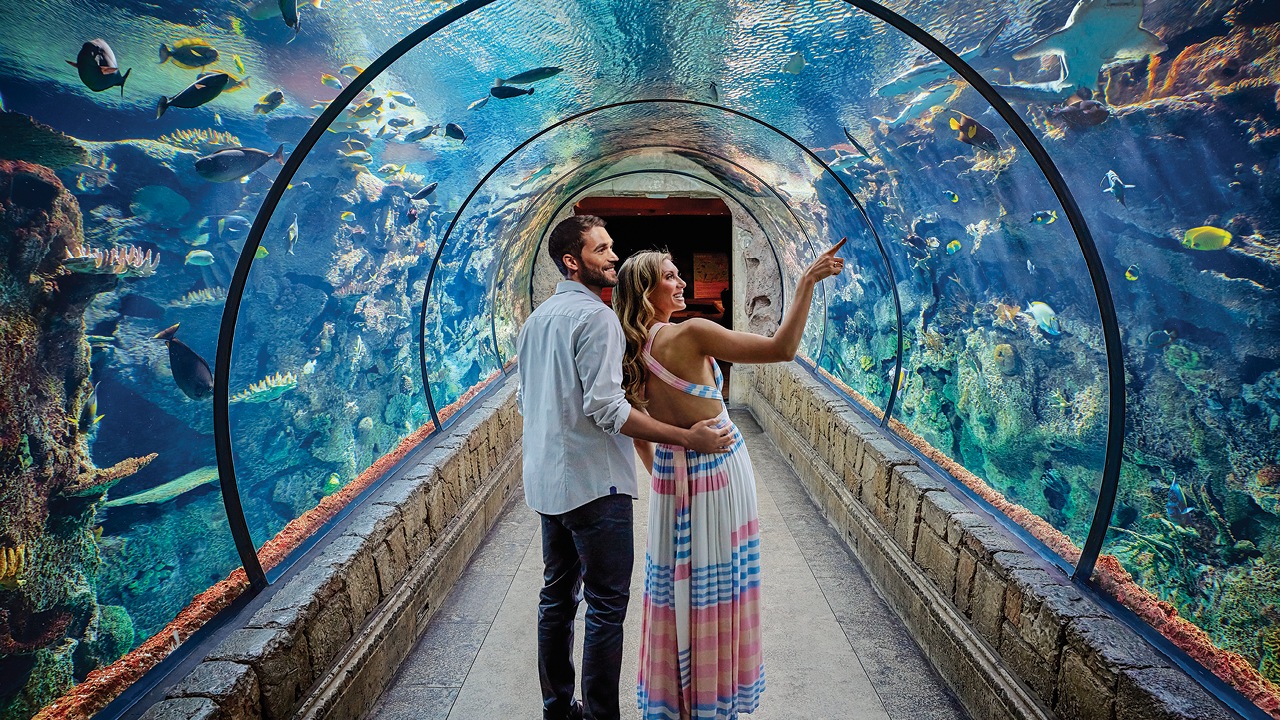 Explore Shark Reef Aquarium in Vegas - Carltonaut's Travel Tips