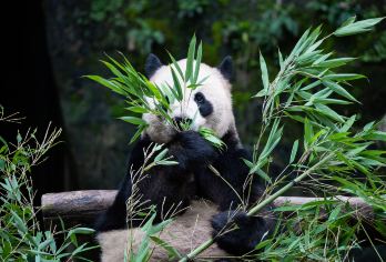 Chongqing Zoo Popular Attractions Photos