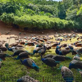 Peacock Garden, Sipsongpanna