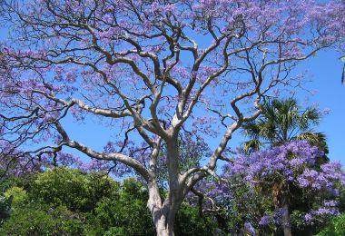 The Royal Botanic Garden Sydney Popular Attractions Photos
