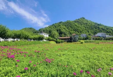 金水灣花海 명소 인기 사진