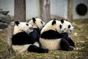 Wolong China Panda Garden Shenshuping Base Popular Attractions Photos