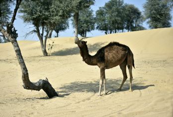 두바이 사막 보존 지역 명소 인기 사진