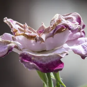 Peony Garden