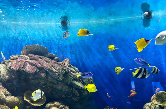 城崎マリンワールドのレビュー 城崎マリンワールドのチケット 城崎マリンワールドの割引 城崎マリンワールドの交通機関 所在地 営業時間 城崎マリンワールド周辺の観光スポット ホテル グルメ Trip Com