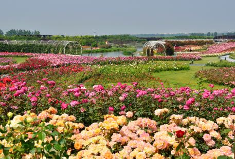 Zone II of Nanyang Chinese Rose Grand View Garden