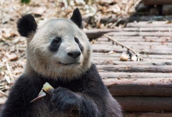Chengdu Giant Panda Ecological Park Tourism Museum Popular Attractions Photos