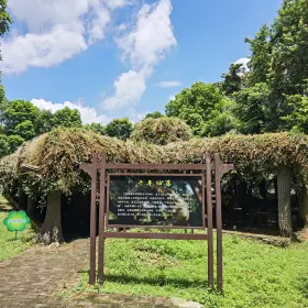 Millennium Fairy Vine Garden