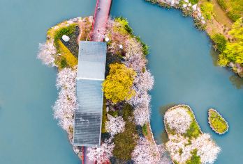 櫻花公園 熱門景點照片