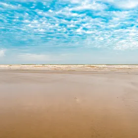 샤사