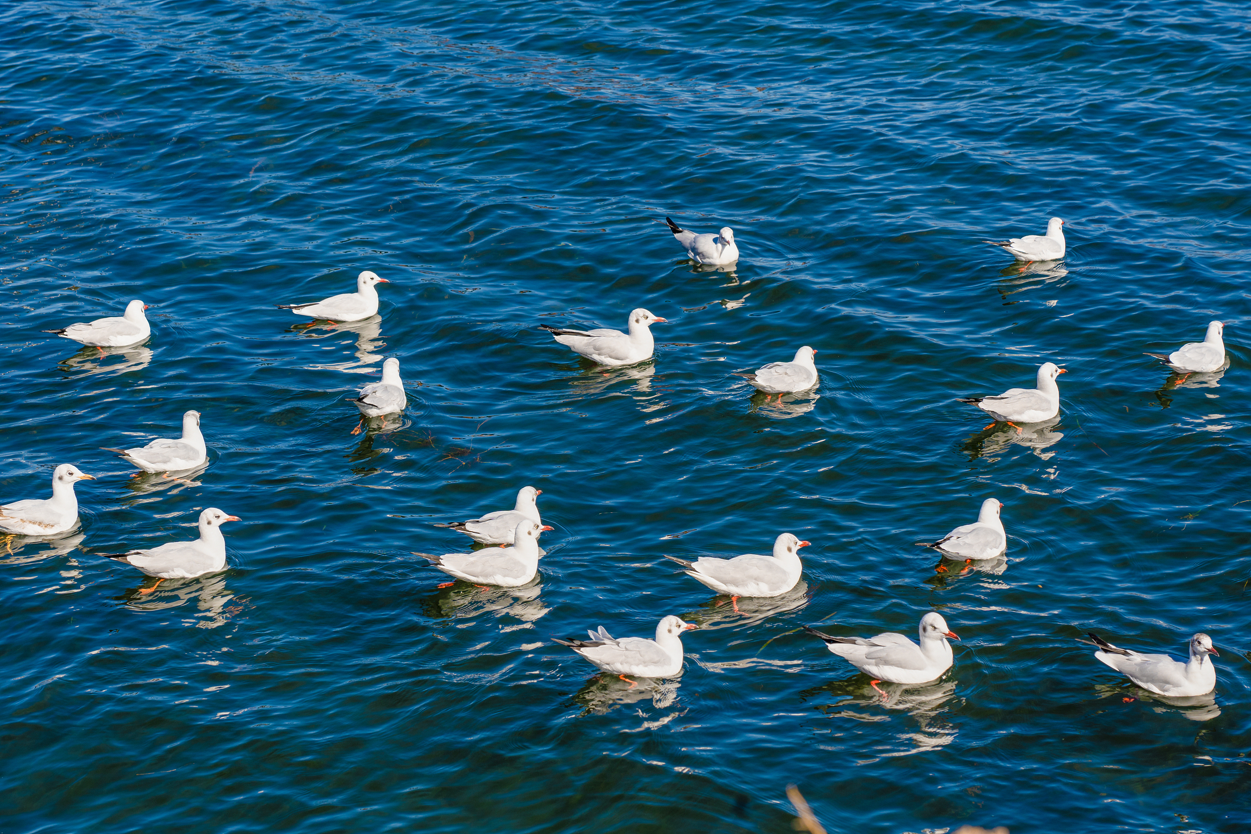 キーム湖のレビュー キーム湖のチケット キーム湖の割引 キーム湖の交通機関 所在地 営業時間 キーム湖周辺の観光スポット ホテル グルメ Trip Com