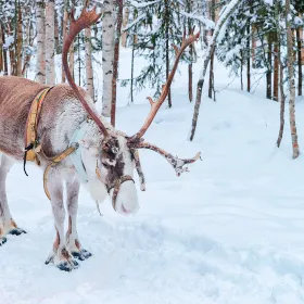 Ewenki Reindeer Park