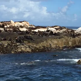 Seal Island