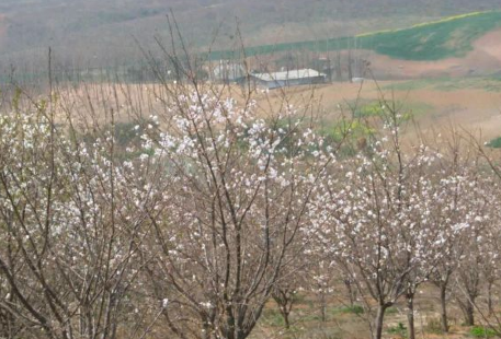 Hujiawan Cherry Garden