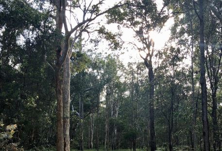 Karawatha Forest Walk