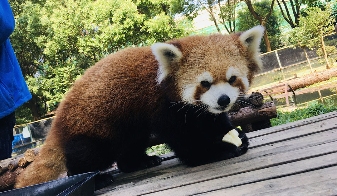 九峰森林動物園のレビュー 九峰森林動物園のチケット 九峰森林動物園の割引 九峰森林動物園の交通機関 所在地 営業時間 九峰森林動物園周辺の観光スポット ホテル グルメ Trip Com