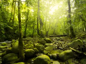 Bukit Gemok森林保護區