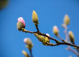播州山崎花菖蒲園のレビュー 播州山崎花菖蒲園のチケット 播州山崎花菖蒲園の割引 播州山崎花菖蒲園の交通機関 所在地 営業時間 播州 山崎花菖蒲園周辺の観光スポット ホテル グルメ Trip Com