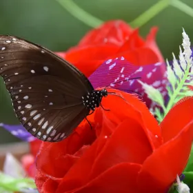 Butterfly Garden