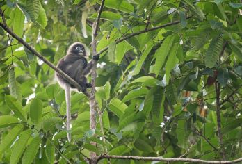塔城滇金絲猴國家公園 熱門景點照片