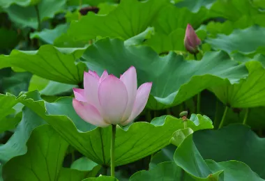 สวนสาธารณะเขื่อนเขื่อน รูปภาพAttractionsยอดนิยม