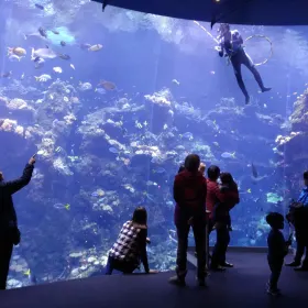 Steinhart Aquarium