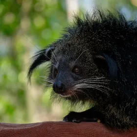 Panaewa Rainforest Zoo and Gardens