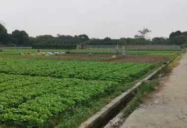 米崗村美麗鄉村玫滿園 熱門景點照片