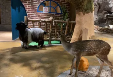 Waof Paw·現代親子萌寵互動樂園 熱門景點照片