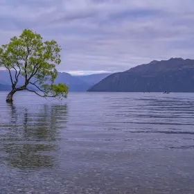 Lone Tree of Lake Wanaka