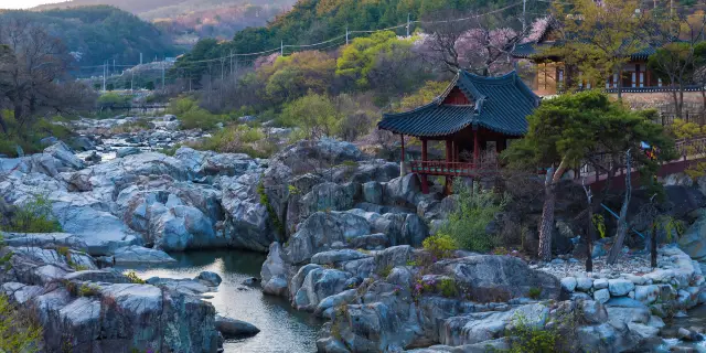 경남 함양/함양랜선여행 경남 가을여행지 함양상림공원 가을꽃과 맨발로 산책하는 상림숲햇빛길