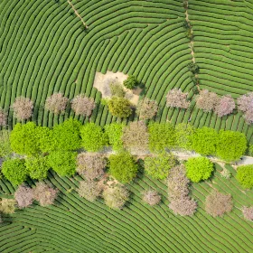 Wuliang Mountain Sakura Valley
