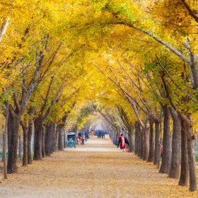 Ginkgo Time Tunnel