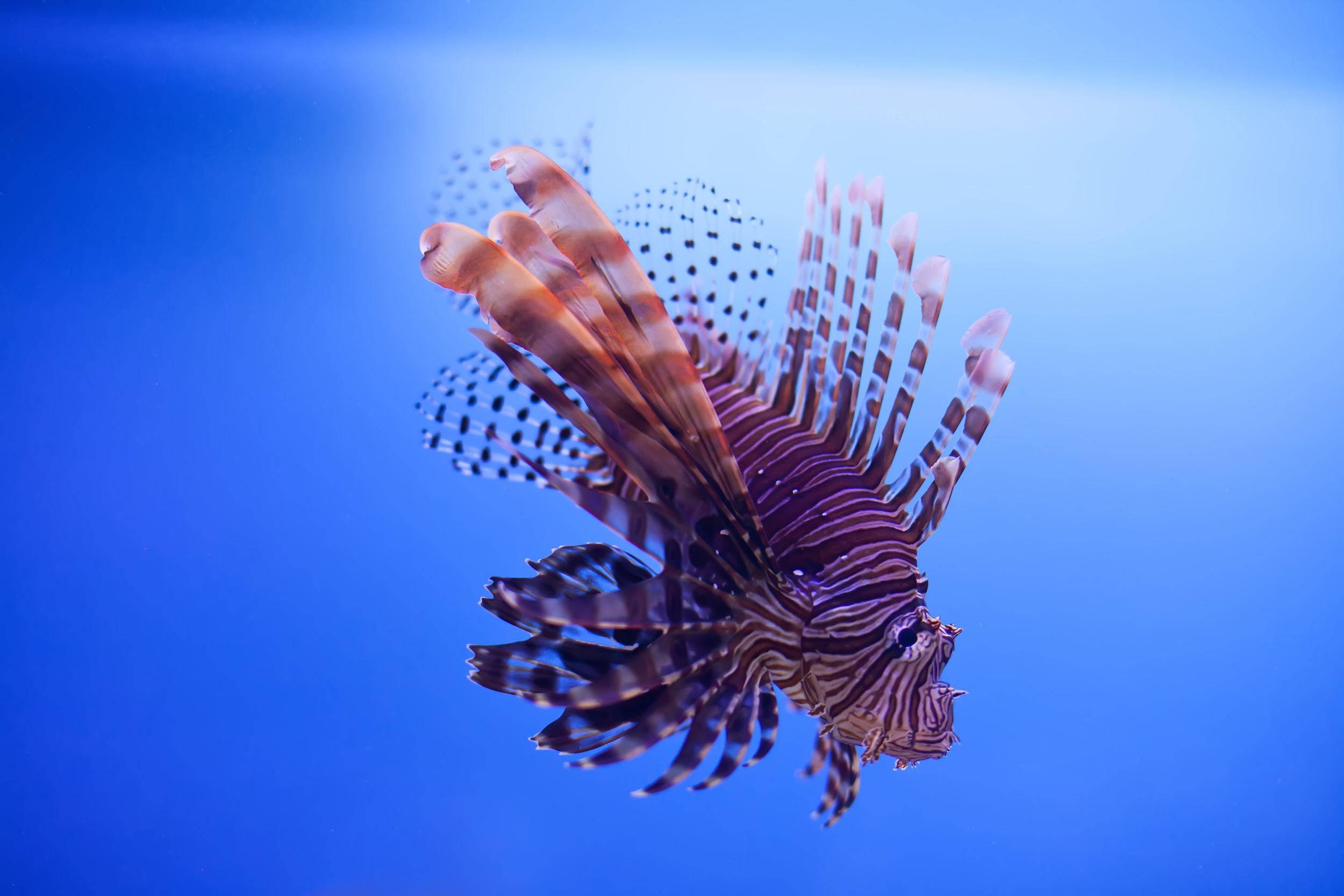 芽莊國家海洋博物館