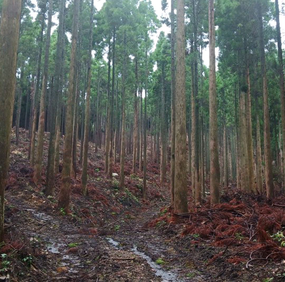 22年菊池の人気観光スポット 菊池の旅行ガイド 菊池のおすすめ観光スポットのチケット ホテル 楽しみ方 グルメ レストラン Trip Com