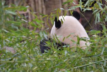 海峽熊貓世界 熱門景點照片