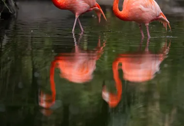 廣州動物園 熱門景點照片