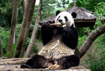 Hainan Tropical Wildlife Park Popular Attractions Photos