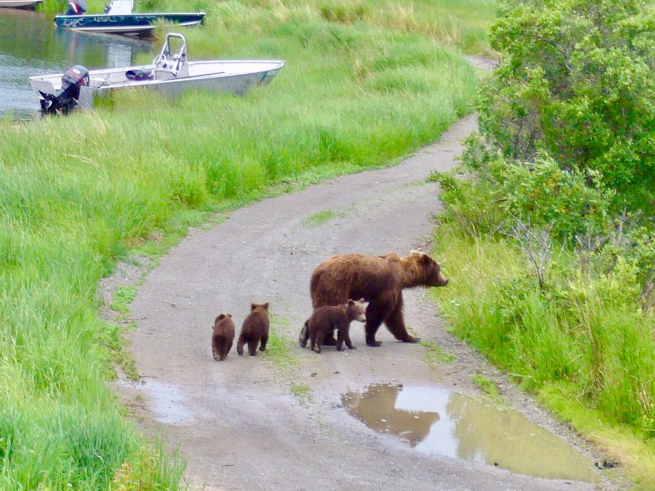 レイクアンドペニンシュラ Brooks Falls 評判 案内 トリップドットコム
