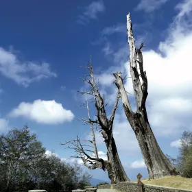 Couple Trees