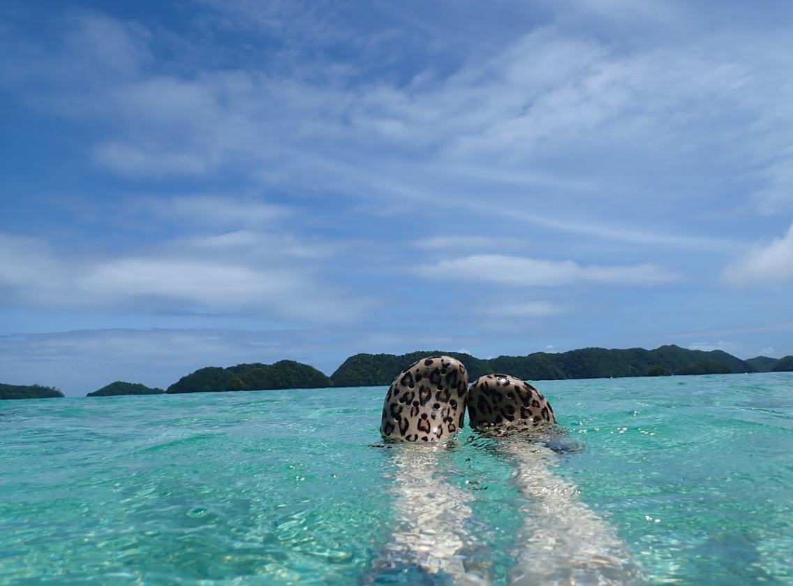 10 Best Things To Do In Palau, Oceania - Palau Travel Guides 2021– Trip.com