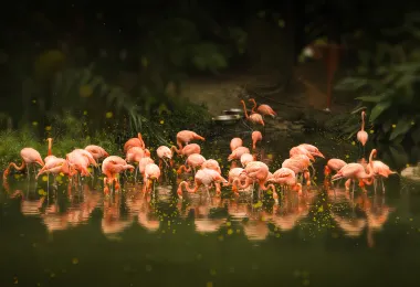 廣州動物園 熱門景點照片